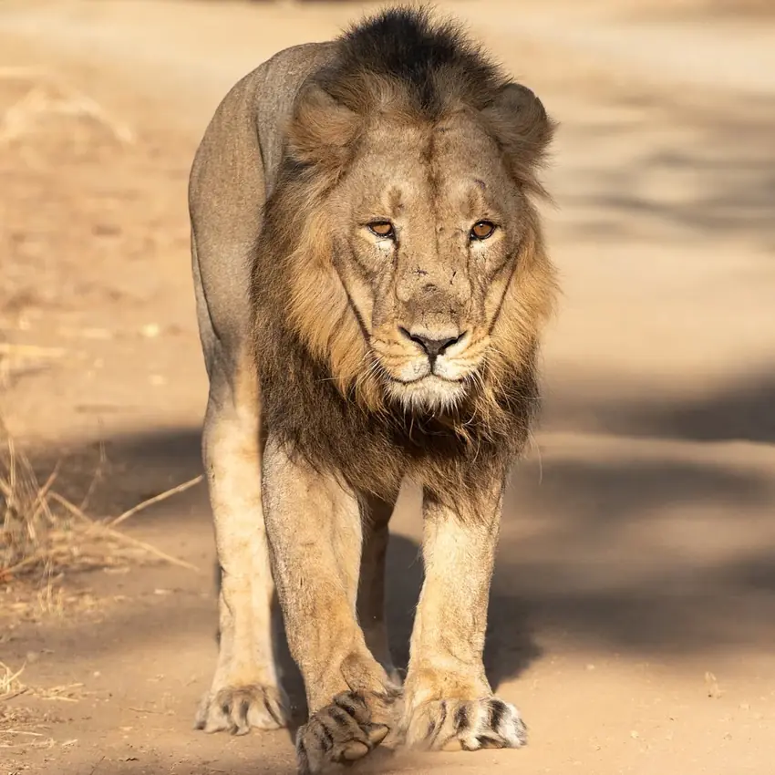 Asiatic lion at Gir National Park, Gujarat
